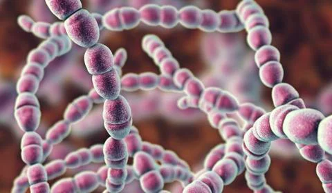 Bacteria Streptococcus thermophilus Stock Illustration