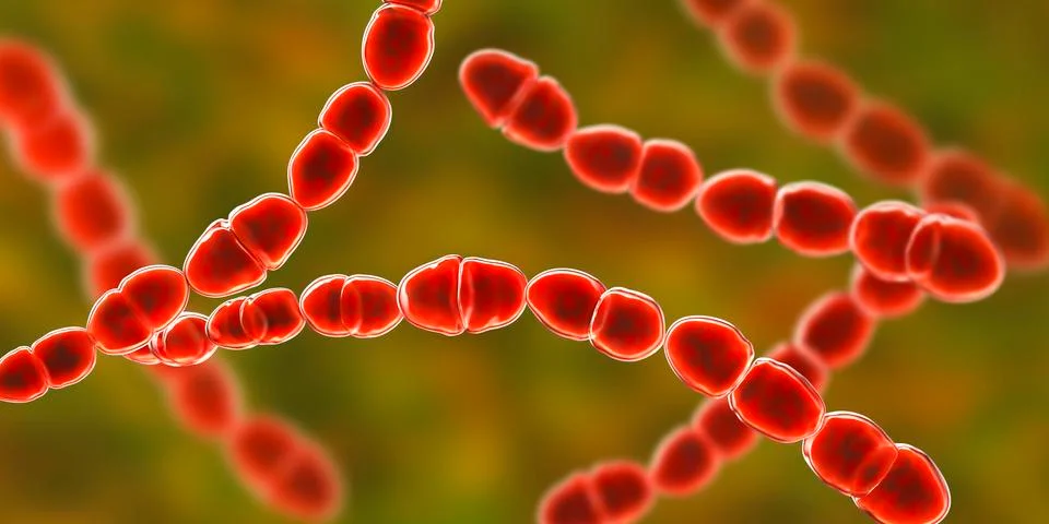 Bacteria Streptococcus thermophilus Stock Illustration