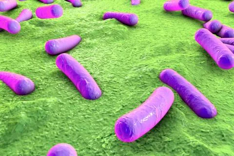 Bacteria on surface of skin, mucous membrane or intestine Stock Illustration