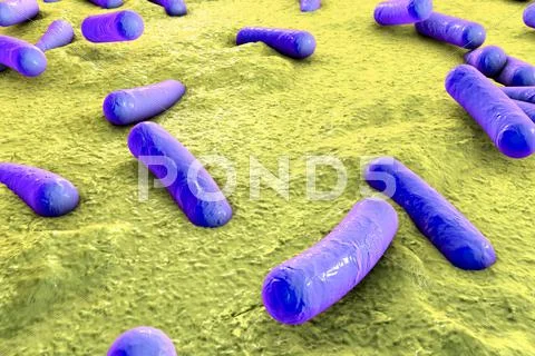 Bacteria on surface of skin, mucous membrane or intestine Illustration ...