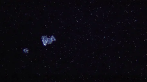 Bacteria under Dark field Microscope Video stock 80359747