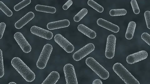 Gram Negative Bacteria Stock Video Footage 