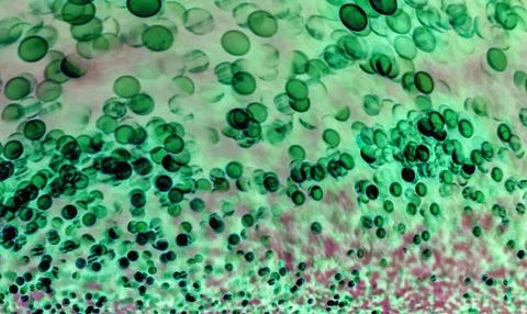 Bacteria under the microscope background Stock Photos