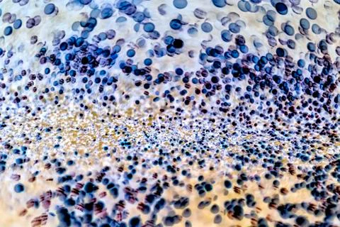 Bacteria under the microscope background Stock Photos