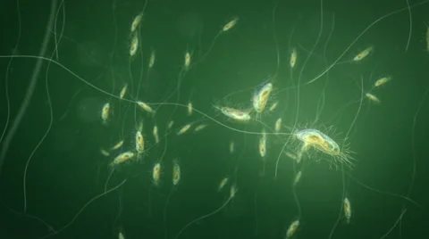 Bacteria under the microscope. Deep focus. Green. Loop. Stock Footage 44559902