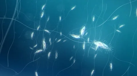 Bacteria under the microscope. Deep focus. Loop. Blue. Stock Footage 44560096