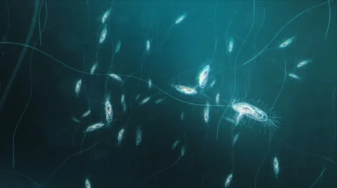 Bacteria under the microscope. Deep focus. Loop. Blue. Stock Footage 68862092