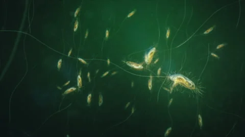 Bacteria under the microscope. Deep focus. Green. Loop. Stock Footage 68862109