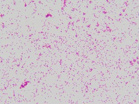 Bacteria under the microscope, E. coli, gram stain Stock Photos