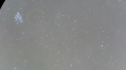 Bacteria under microscope Video stock 33661725