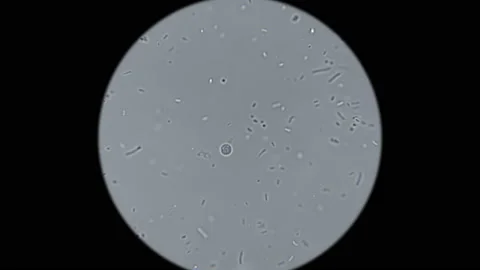 Bacteria under the microscope Stock Footage 88164848