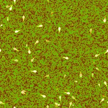 Bacteria under microscope Stock Illustration