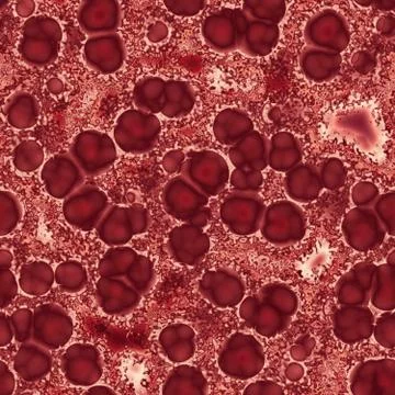 Bacteria under microscope Stock Illustration