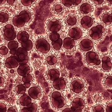 Bacteria under microscope Stock-Illustration