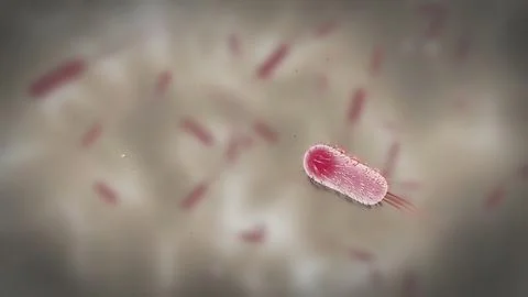 Bacteria Under The Microscope Illustrazione stock