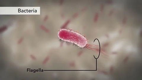 Bacteria Under The Microscope Stock Illustration