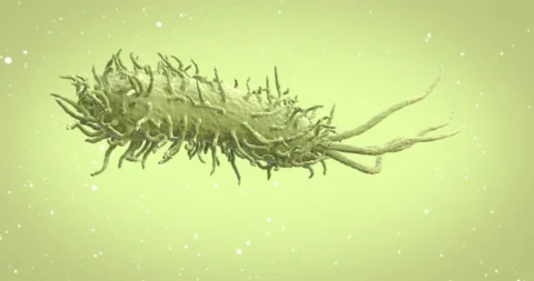 Bacteria Under The Microscope. Prokaryotic Cell animation. Video stock 154945758