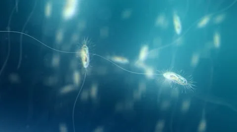 Bacteria under the microscope. Shallow focus. Loop. Blue. Video stock 44560085