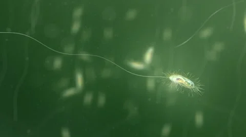 Bacteria under the microscope. Shallow focus. Green. Loop. 스톡 동영상 44560093