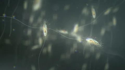 Bacteria under the microscope. Shallow focus. Natural color. Loop. Stock Footage 44560100