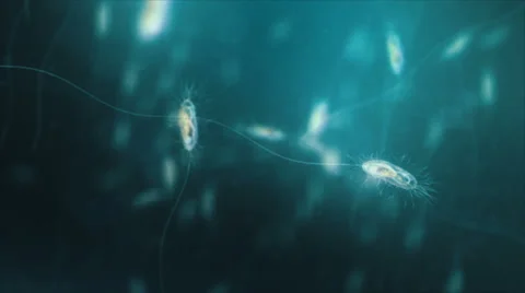 Bacteria under the microscope. Shallow focus. Loop. Blue. Video stock 68862037