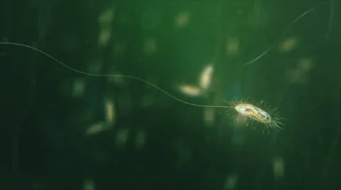 Bacteria under the microscope. Shallow focus. Green. Loop. Stock Footage 68862093