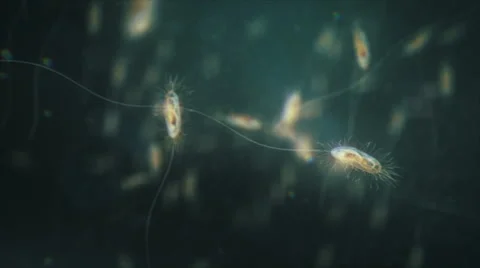 Bacteria under the microscope. Shallow focus. Natural color. Loop. 스톡 동영상 68862108