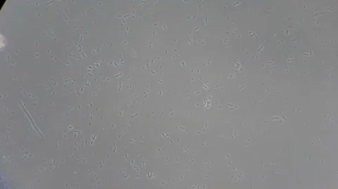 Bacteria under micrsocope Video stock 33661687