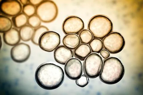 Bacteria Ureaplasma urealitycum Stock Illustration