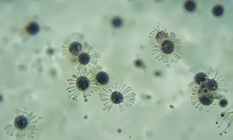 Bacterial Binary Fission Microscopic View 4K Stock Footage 347105181
