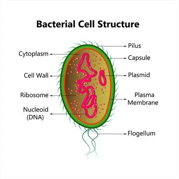 Bacterial cell anatomy labeling structures on a bacillus cell Stock Illustration
