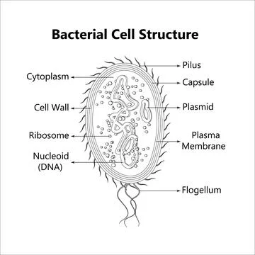 Bacterial cell anatomy labeling structures on a bacillus cell with nucleoid DNA Stock Illustration