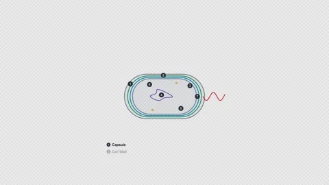 Bacterial Cell Clean No Text Biology Diagram Animation Alpha 4K Light Vídeo Stock 339528098