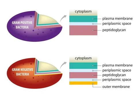 Bacterial cell wall Stock Illustration
