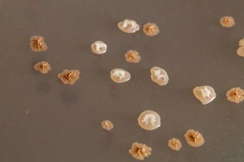 Bacterial colonies with different morphologies 스톡 사진