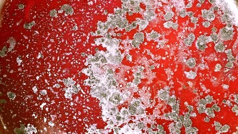 Bacterial colonies in Petri dish Video stock 122376646