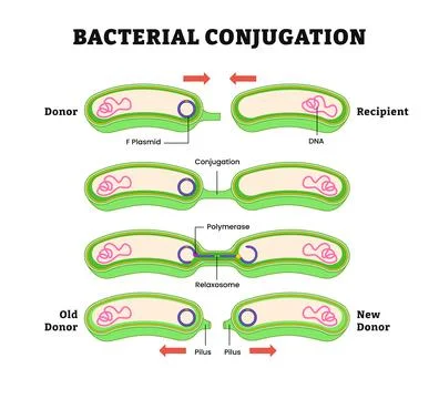 Bacterial conjugation process diagram, step by step poster design. Transfer.. Stock Illustration