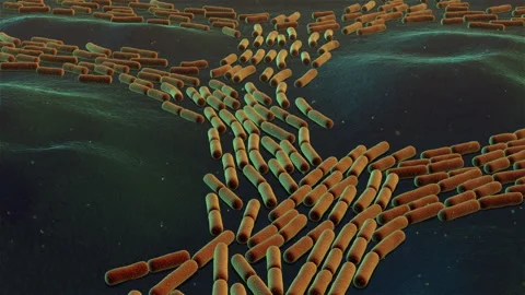 Bacterial division in a 3d animation Stock Footage 234326372