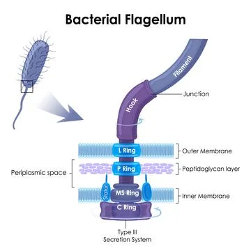 Bacterial flagellum is a tail-like structure Stock Illustration