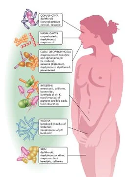 Bacterial flora Stock Illustration
