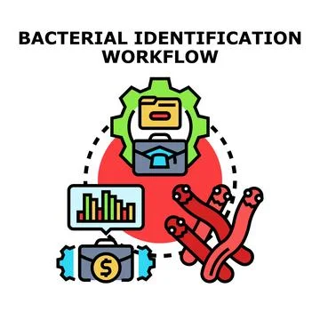 Bacterial identification workflow process for pathogen research 库存插图