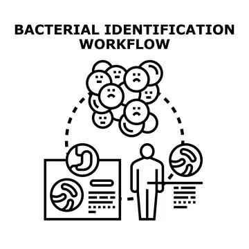 Bacterial identification workflow researching disease diagnosis イラスト素材