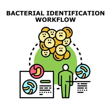 Bacterial identification workflow researching disease diagnosis Stock Illustration