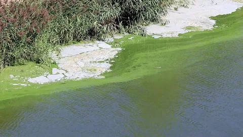 bacterial infection on the surface of a ... | Stock Video | Pond5