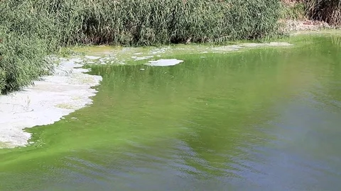 Bacterial infection on the surface of a lake Stock Footage