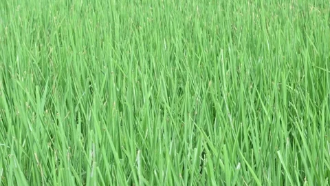 Bacterial leaf blight disease in rice plant. Stock Footage 320715132