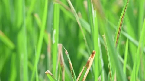 Bacterial leaf blight disease in rice plant. Stock Footage 320715290