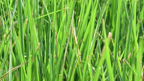 Bacterial leaf blight disease in rice plant. Stock Footage 320715370