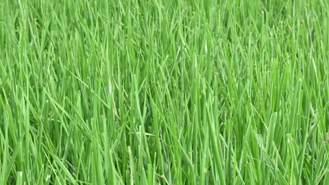 Bacterial leaf blight disease in rice plant. Stock Footage 320715379