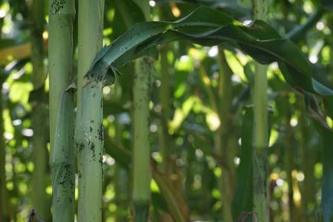 Bacterial stalk rot of maize. Stock Photos